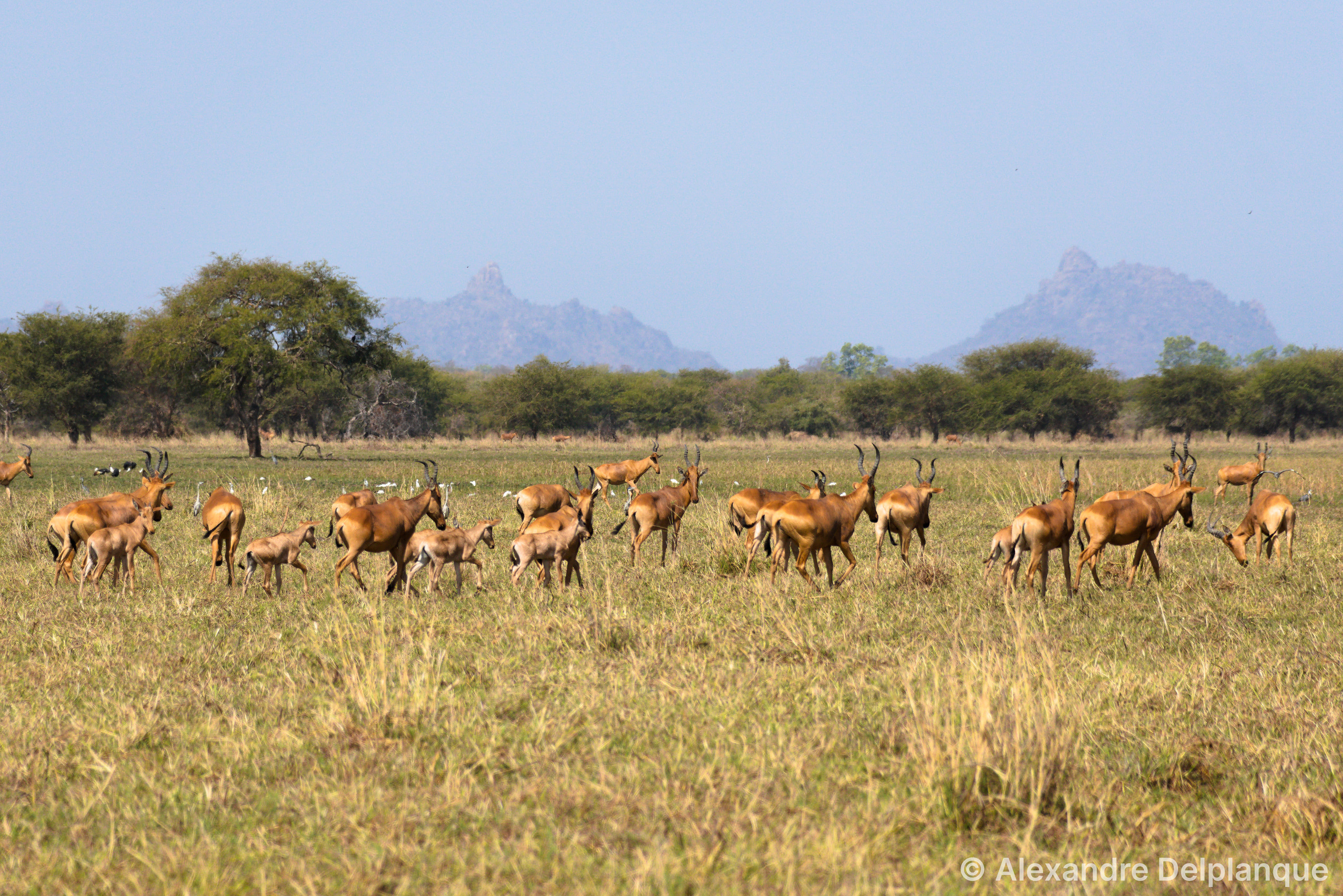 Elephants without AI