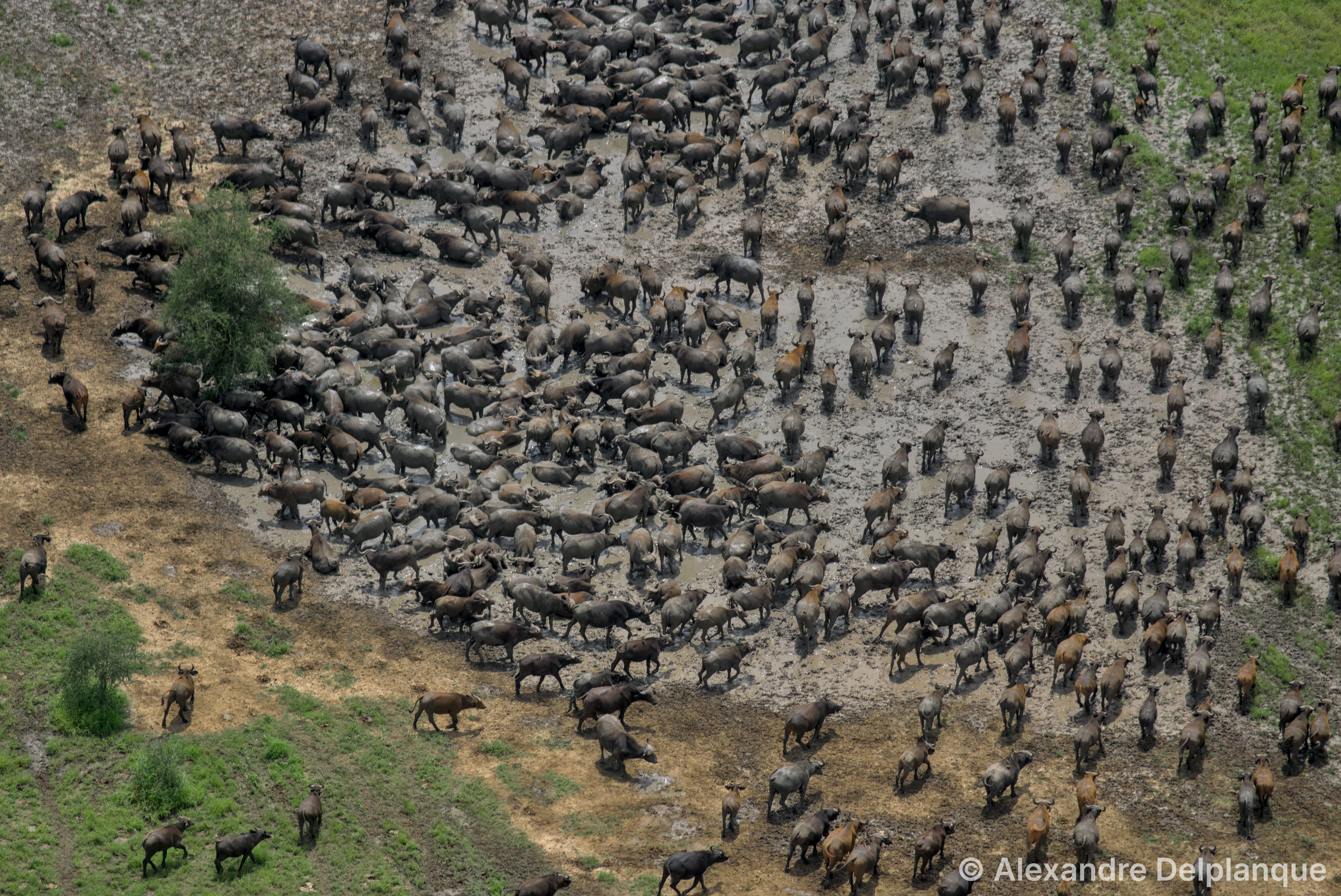 Elephants without AI