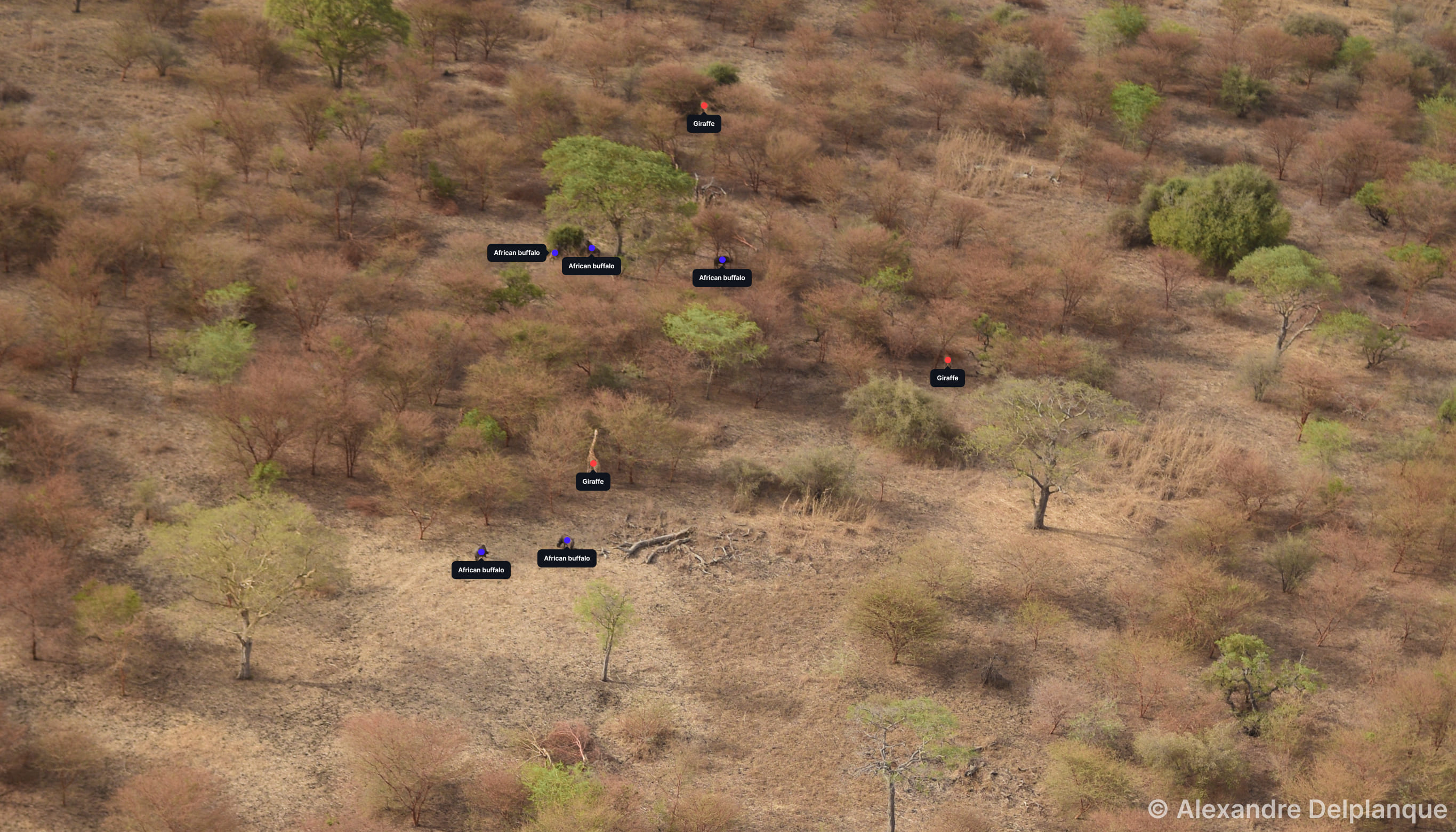 Elephants without AI