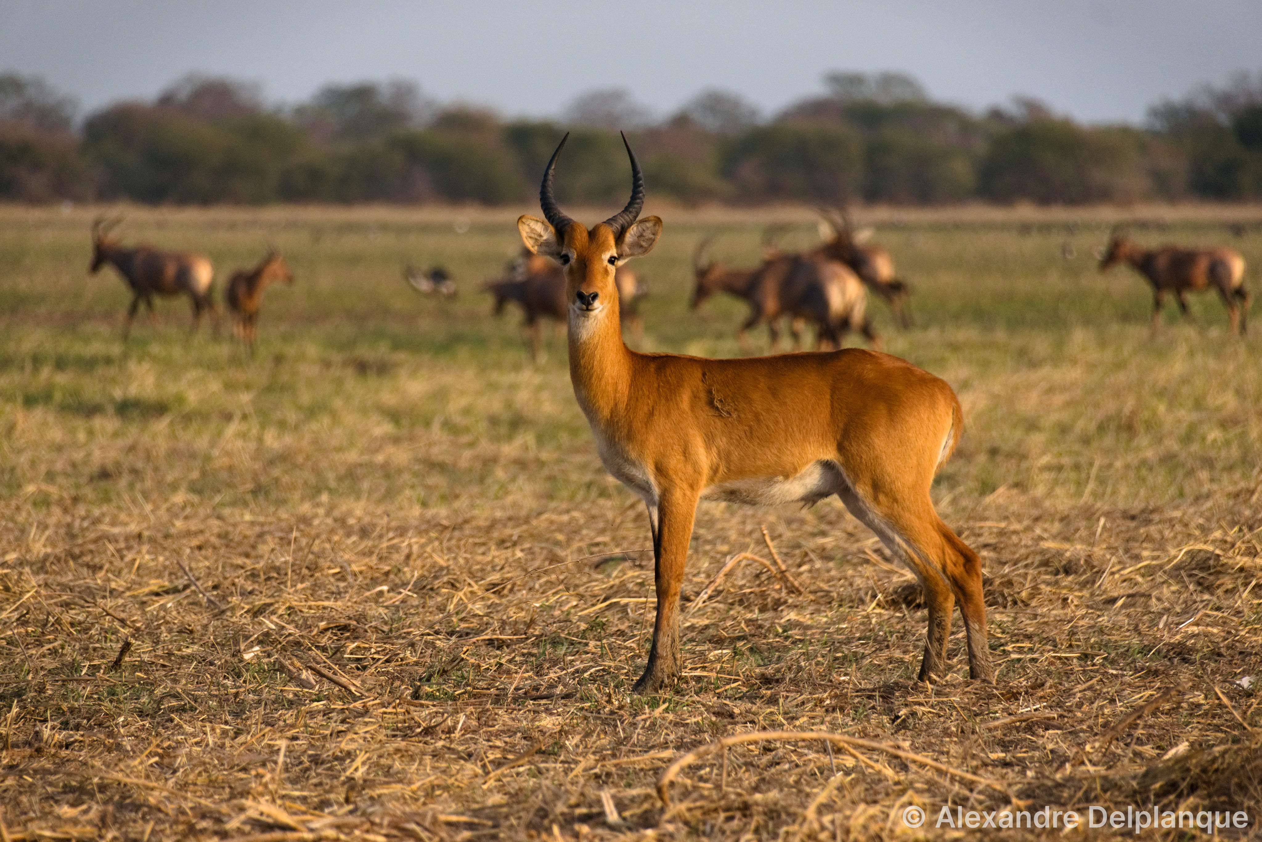 Elephants without AI